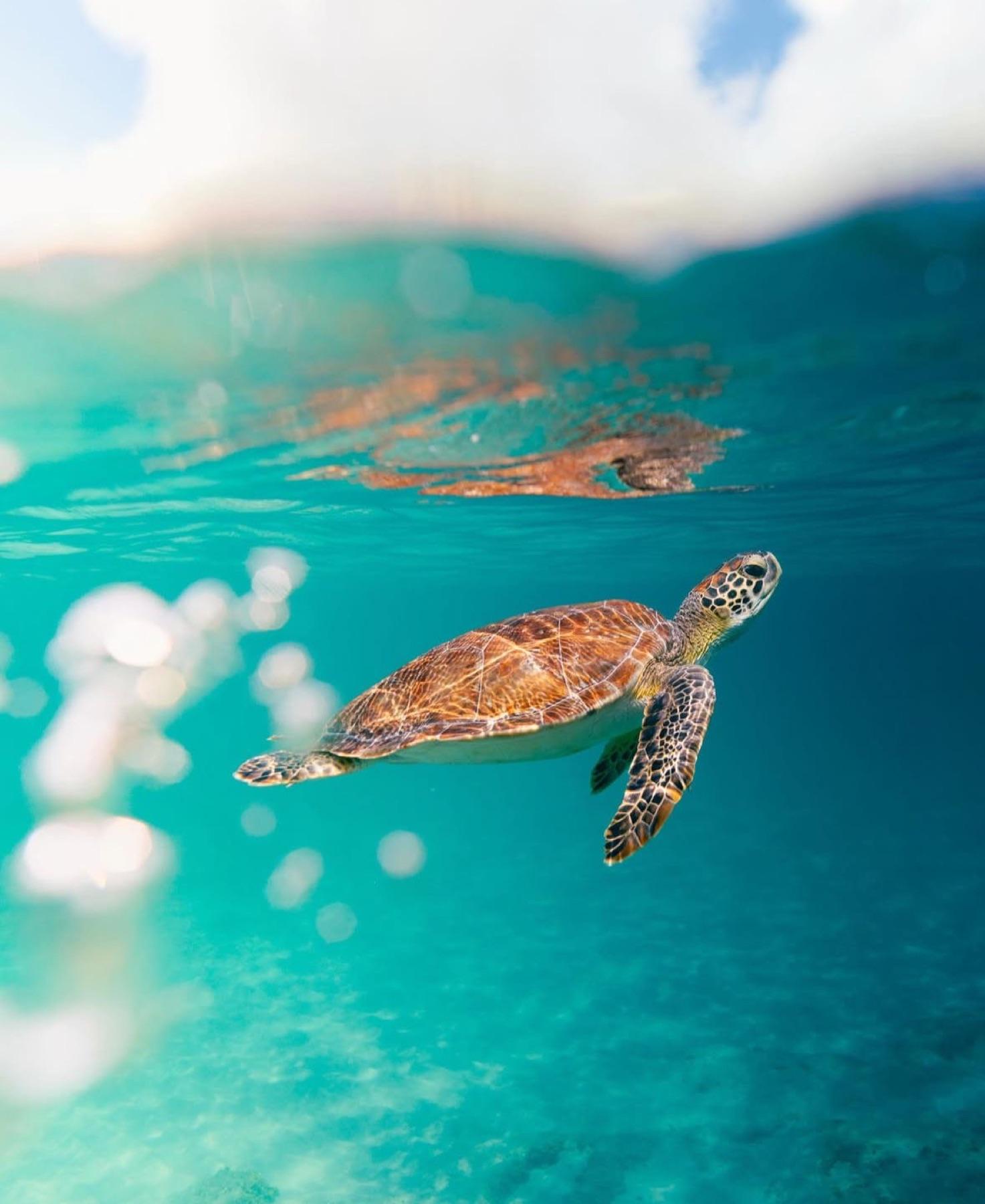 Sea turtle swimming below the Caribbean surface
