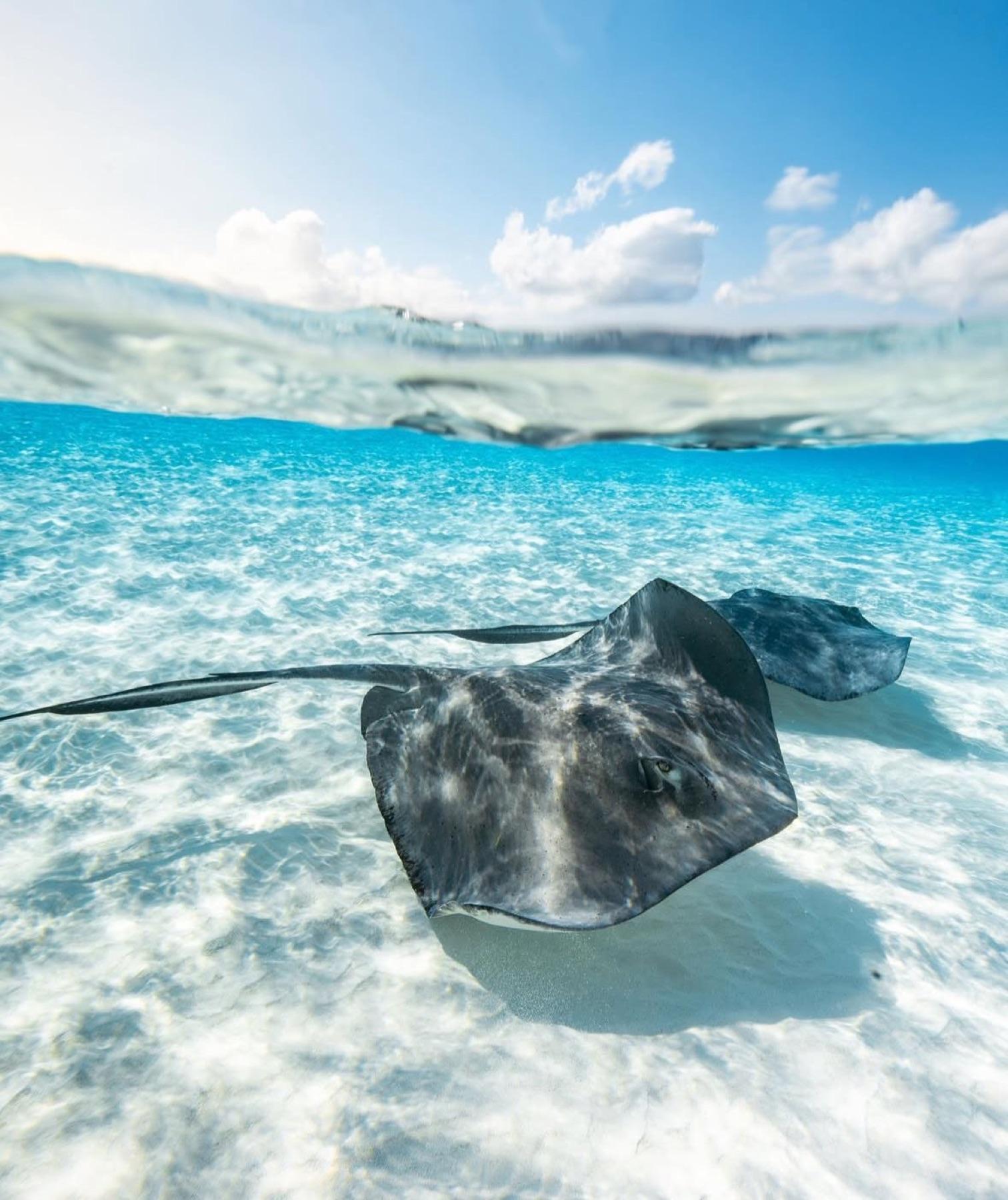 Stingrays moving over bright shallow sand